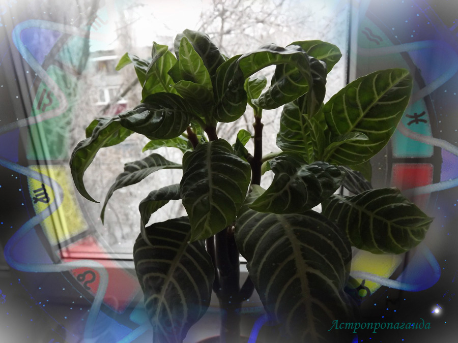 Коллаж Нины Стрелковой. 