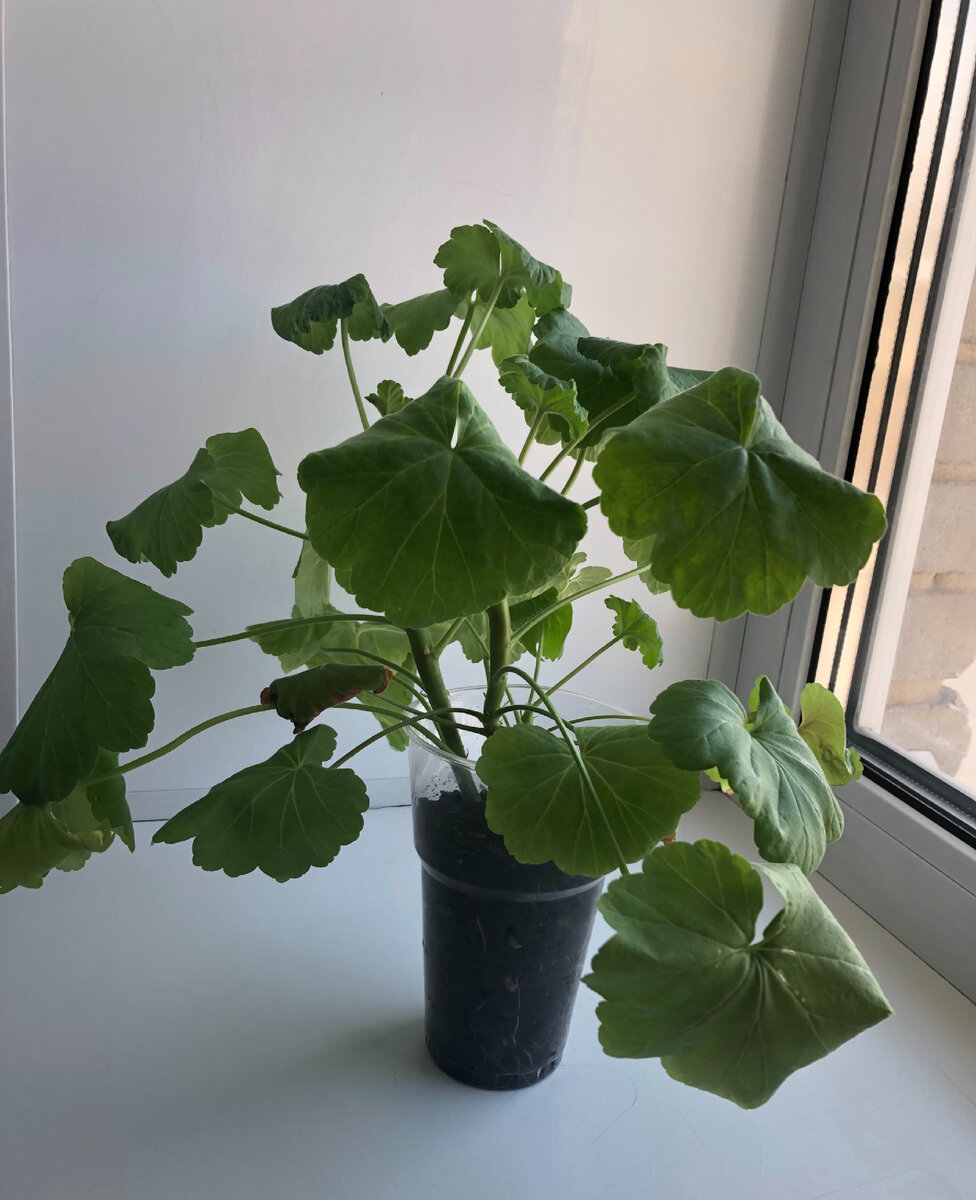 Оставшийся укоренённый в конце лета черенок за зиму подрос и распушился