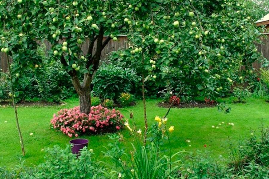 Какие яблони посадить в своем саду - Садоводам и огородникам