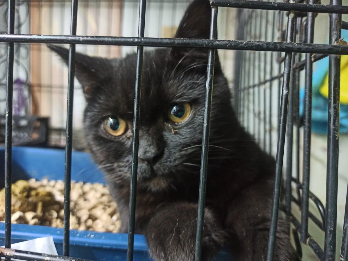 Элвис - грустный мальчик