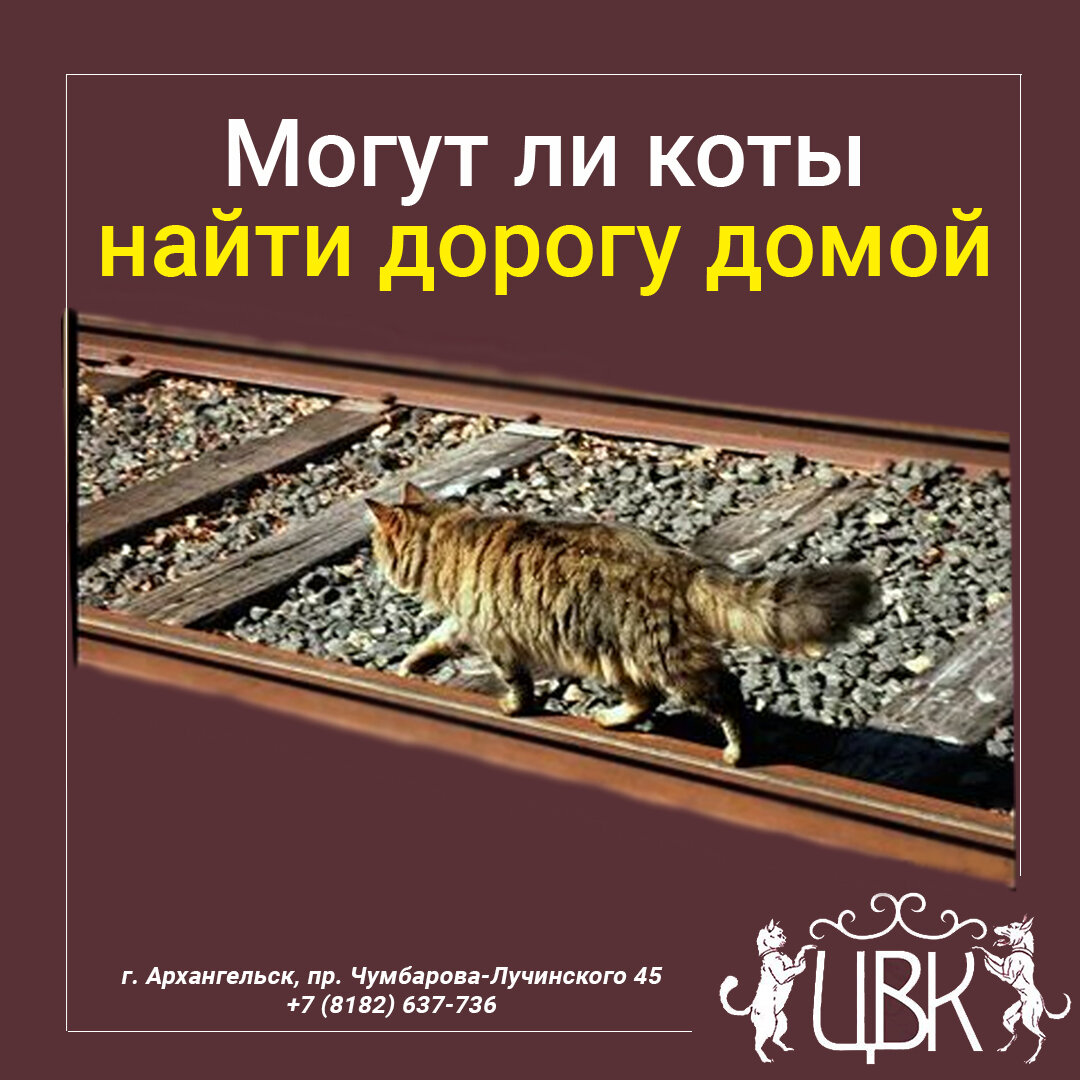 Могут ли потерявшиеся коты самостоятельно найти дорогу домой