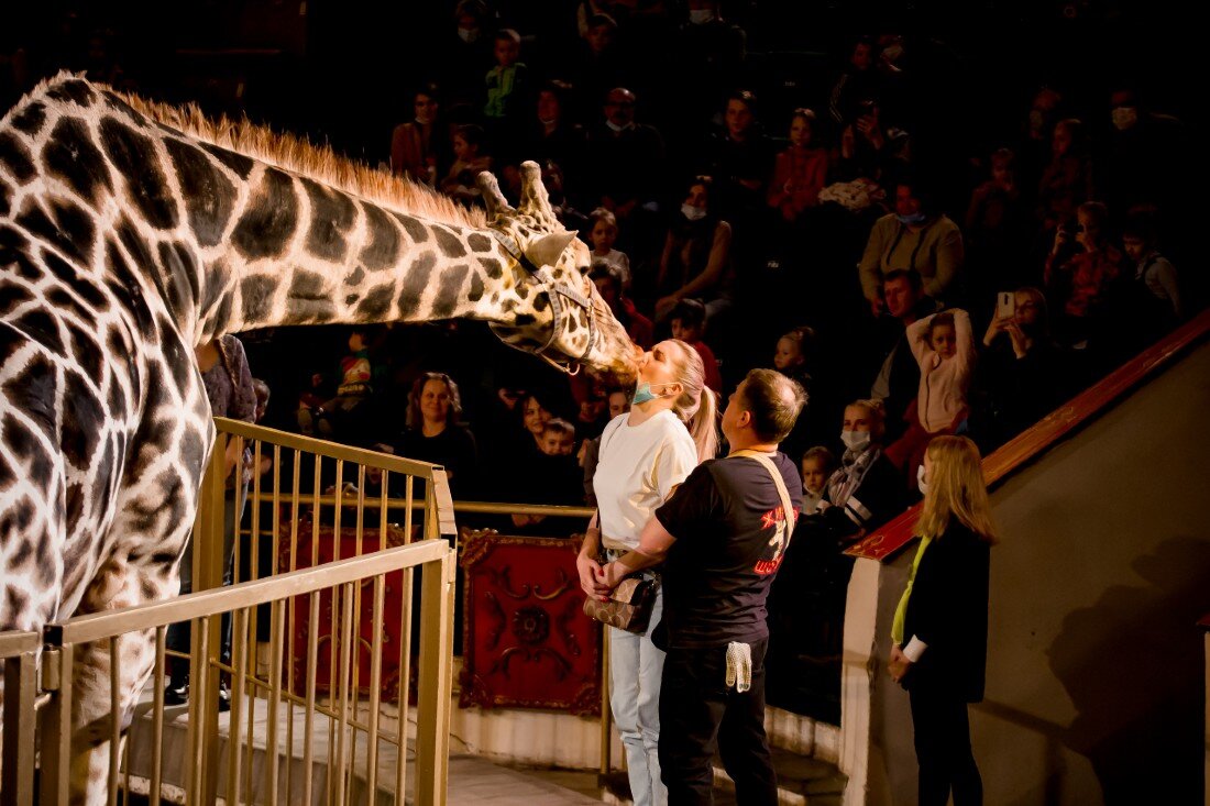 В Тверском государственном цирке сейчас идет программа с дикими животными, среди которых особенно выделяются белый лев и жираф.