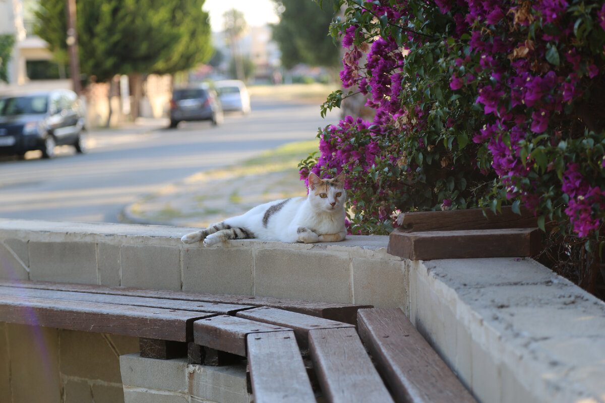 Как вернуть свою силу. Автор статьи таролог Алёна Панфилова