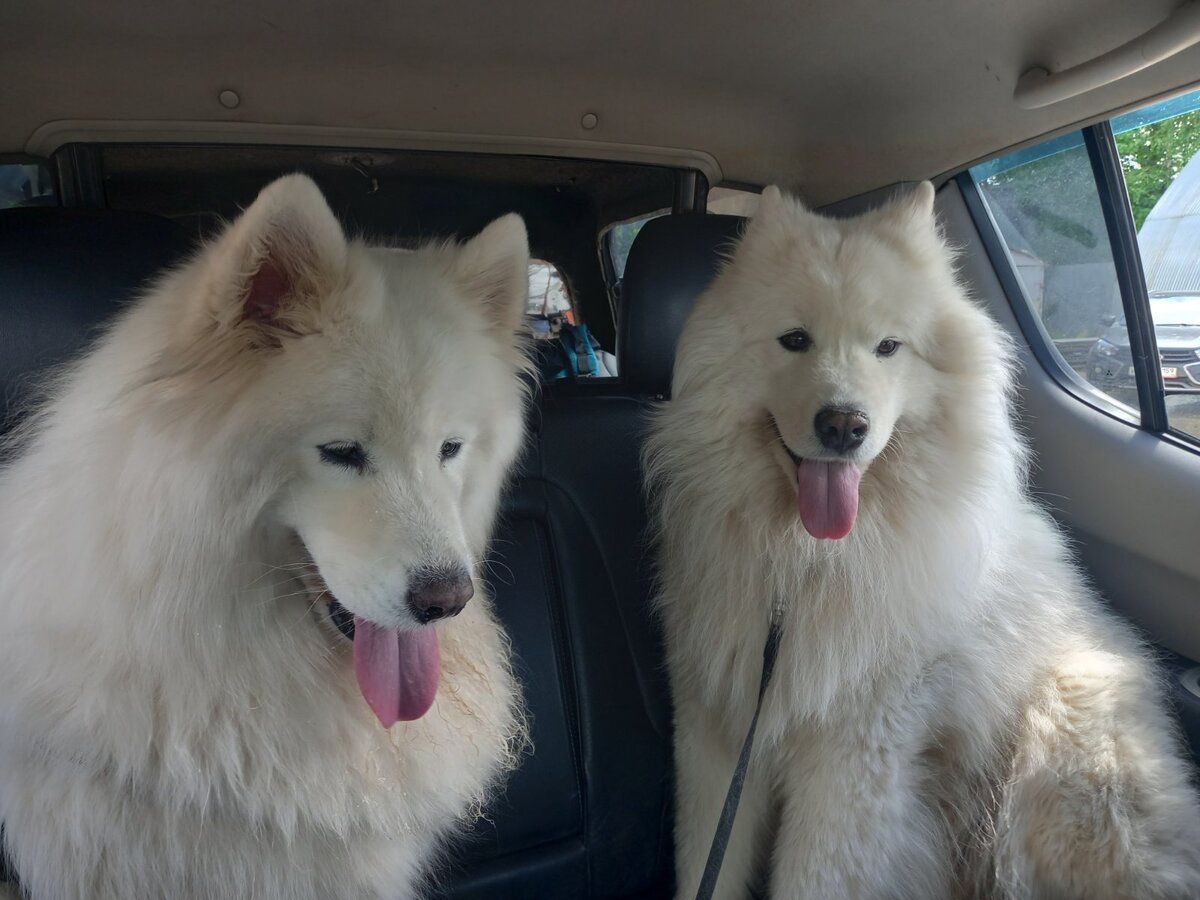 Жаклин - слева, Ямал - справа.