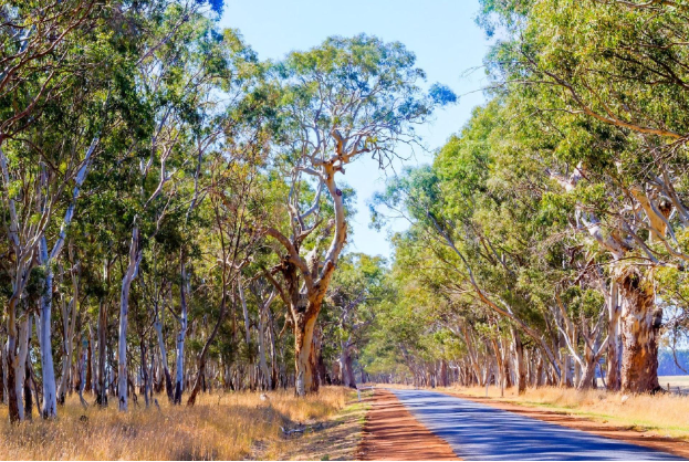 Живописная эвкалиптовая роща в Австралии