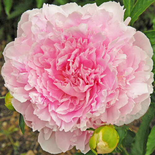 Walter Faxon ( Richardson , 1904 год )