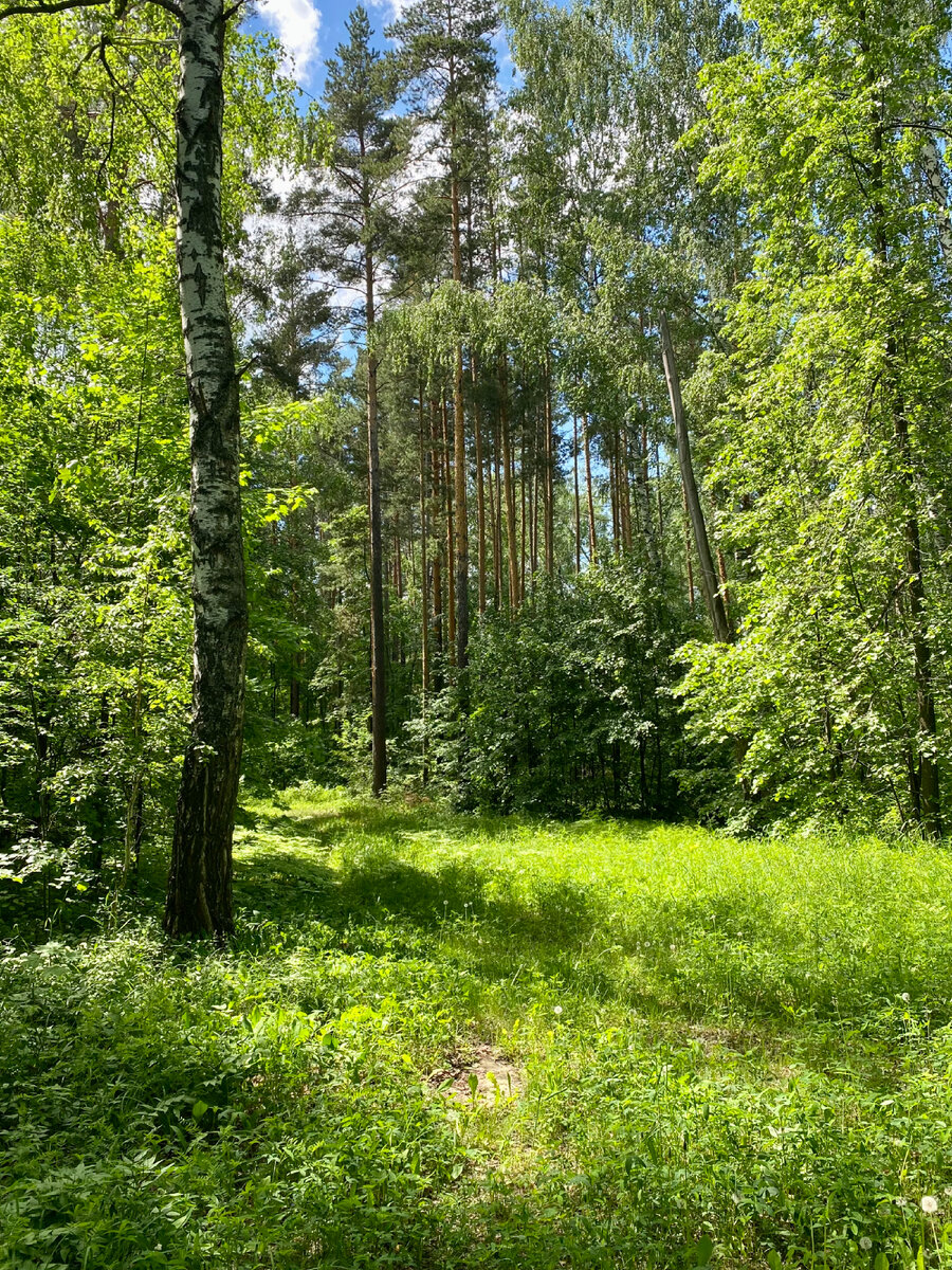 Картинка лес летом
