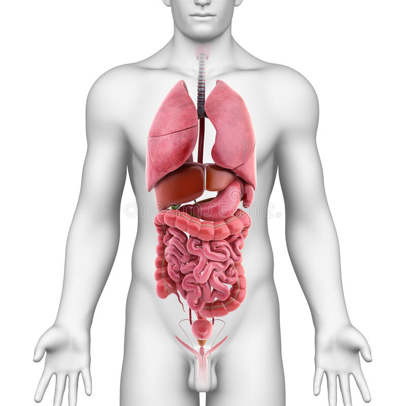 Органы человека. Внутренние органы человека. Анатомия органов. Тело человека анатомия органы.