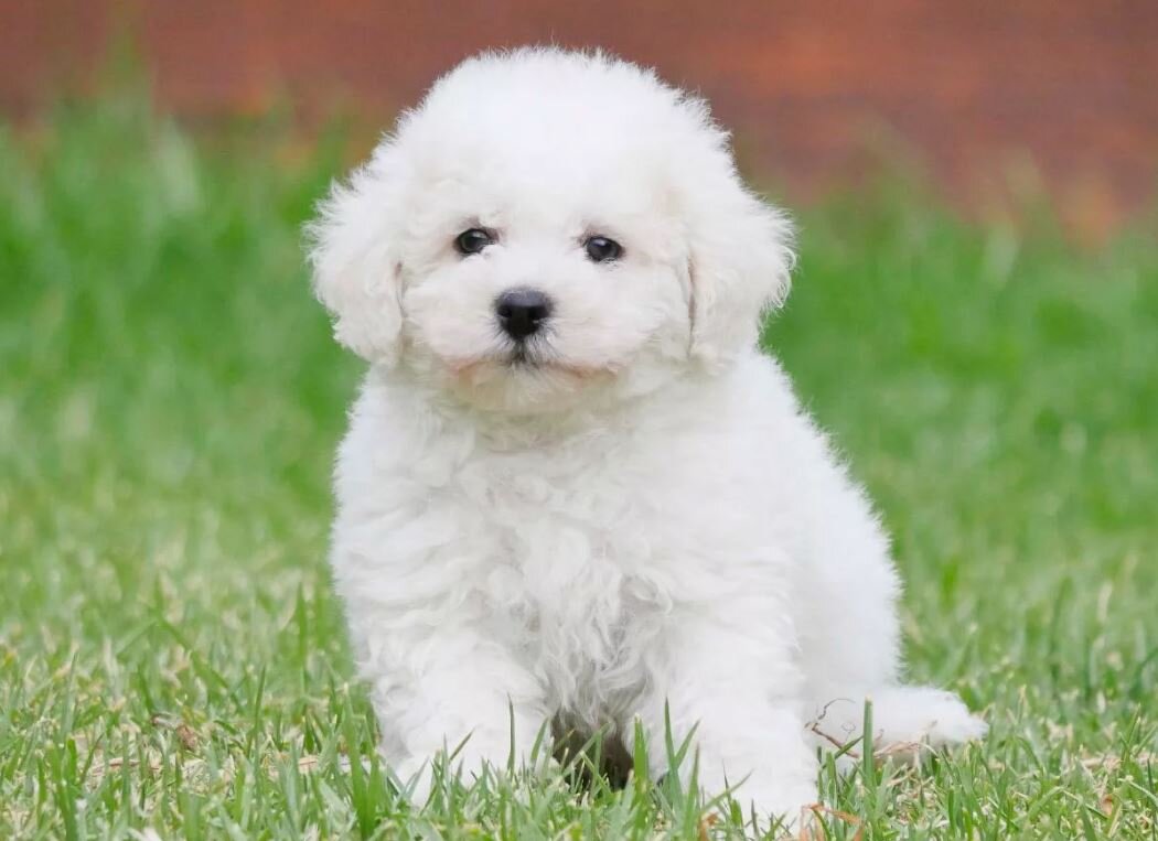 БИШОН ФРИЗЕ