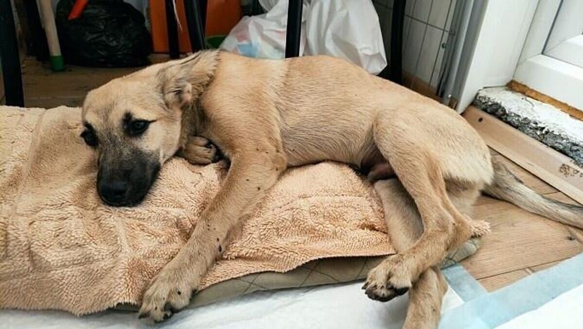    В Кинешме собака выпала из окна жилого дома на женщину© Фото : Управление МВД России по Ивановской области.