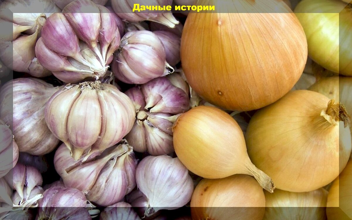 Уборка чеснока и лука: когда убирать, как обрезать, где сушить, какие  сидераты посадить после | Дачные истории | Дзен