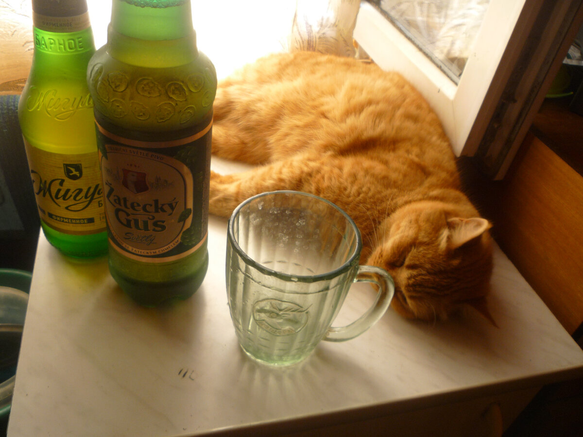 Фото и кошка автора