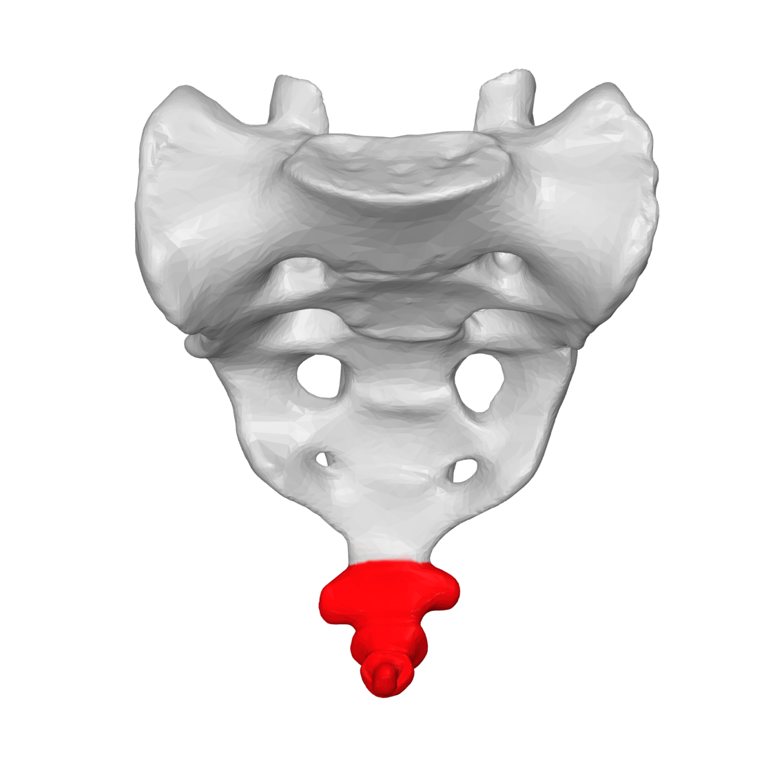 Vertebrae coccygeae. Крестец. Крестец и копчик анатомия человека.