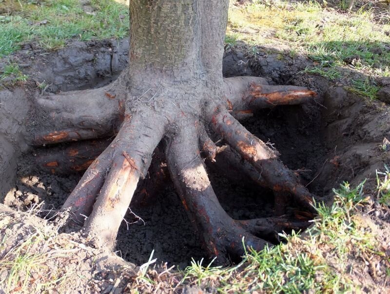 https://cl-forest.ru/uslugi/udalenie-korney-derevev/