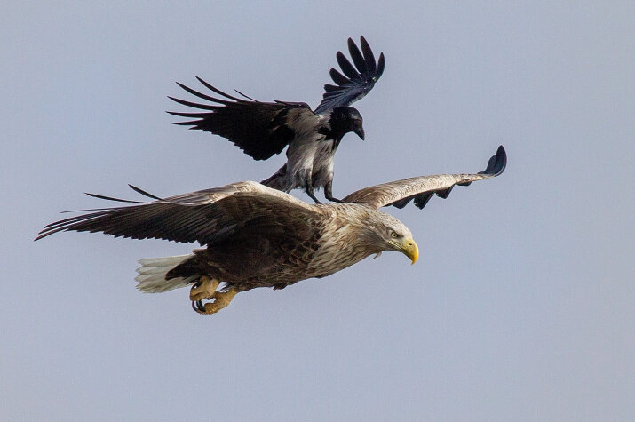  Верхом на орлане. фото географическое общество.jpg
