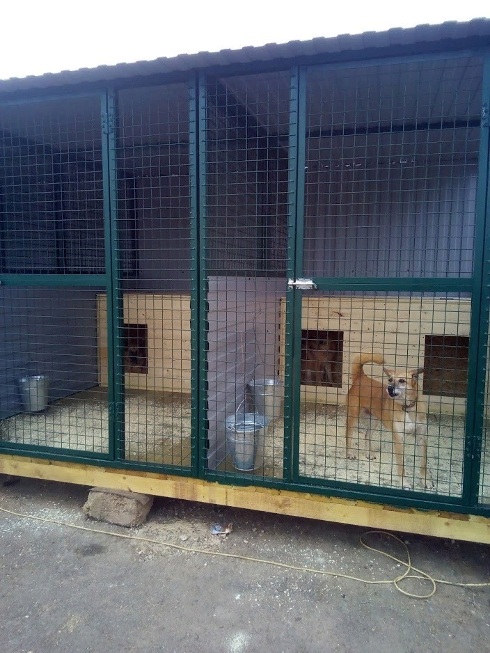 Приют в Щербинке