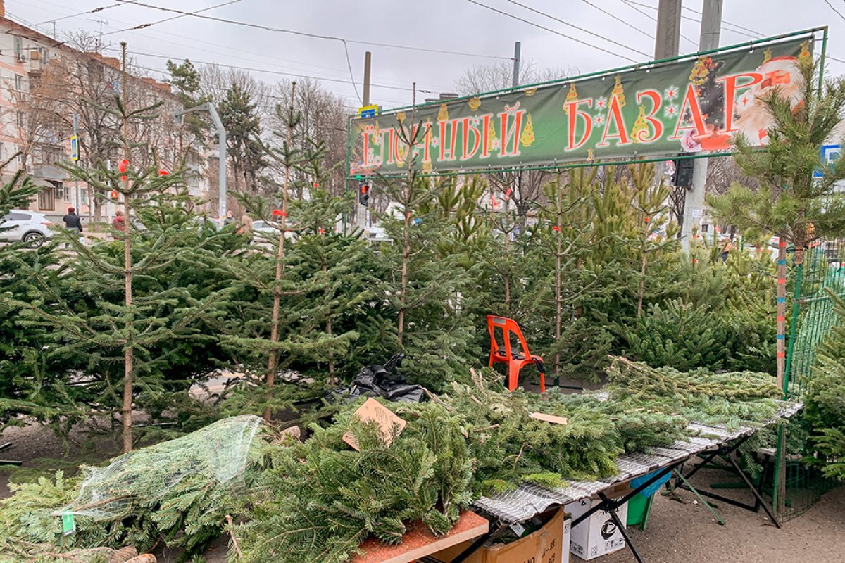    Более 50 елочных базаров заработают в Краснодаре 15 декабря