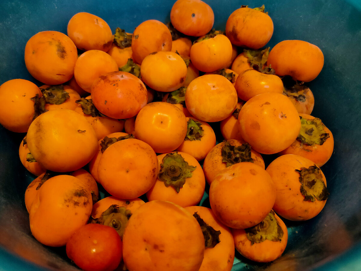 Сосед угостил хурмой из своего сада