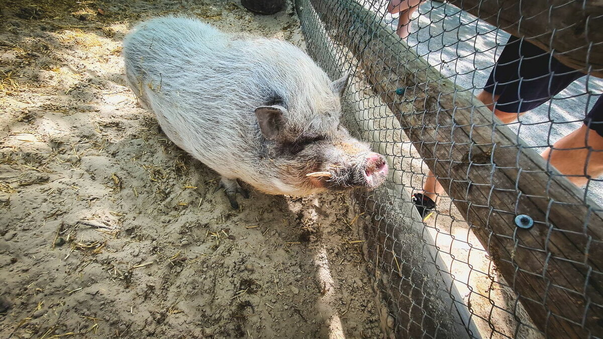     Вакцина, которой ростовчане прививались от гриппа в прошлом году, содержит антигены вируса свиного гриппа, который ожидается и в этом году, сообщили корреспонденту RostovGazeta в одной из поликлиник Ростова.