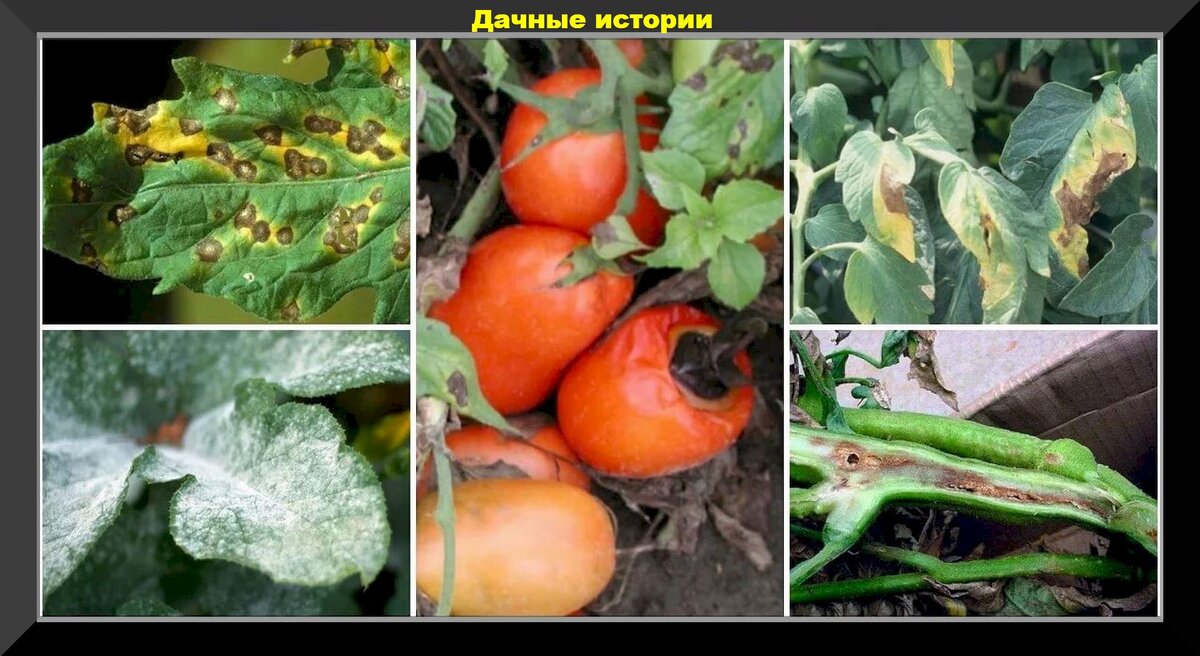 Проблемы с томатами в середине августа: как ускорить созревание, укрупнитьплоды, как ухаживать за томатами в теплице и в открытом грунте