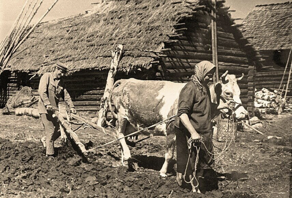 Мировое народное хозяйство. Деревни крестьяне 1939 Западная Беларусь. Колхозы в годы войны 1941-1945. Село в тылу в 1941 году. Сельское хозяйство в годы войны 1941-1945.