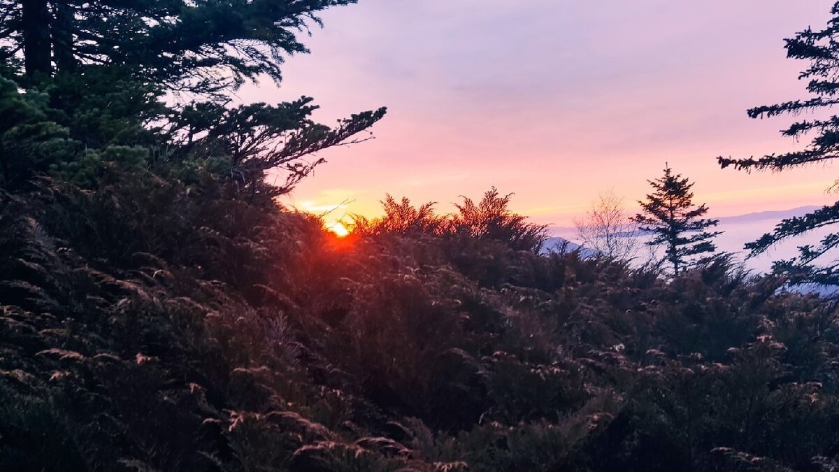     Петровна, Галина Сергеевна, Изольда, Жанна, Кира, Моника, Китайка, Гера, Марфа, Мурочка, Зита и Гита — это только малая часть имён, которые жители Приморского края и всей России предлагают в качестве кличек для двух тигриц, выпущенных в тайгу в середине лета в Приморском крае.