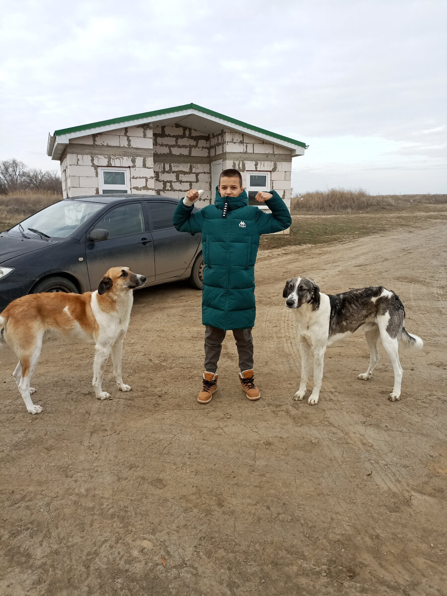 фото с бродячими собаками, Лев не испугался))