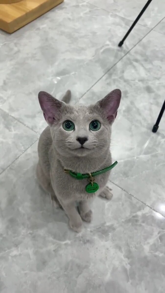 Фото автора котик