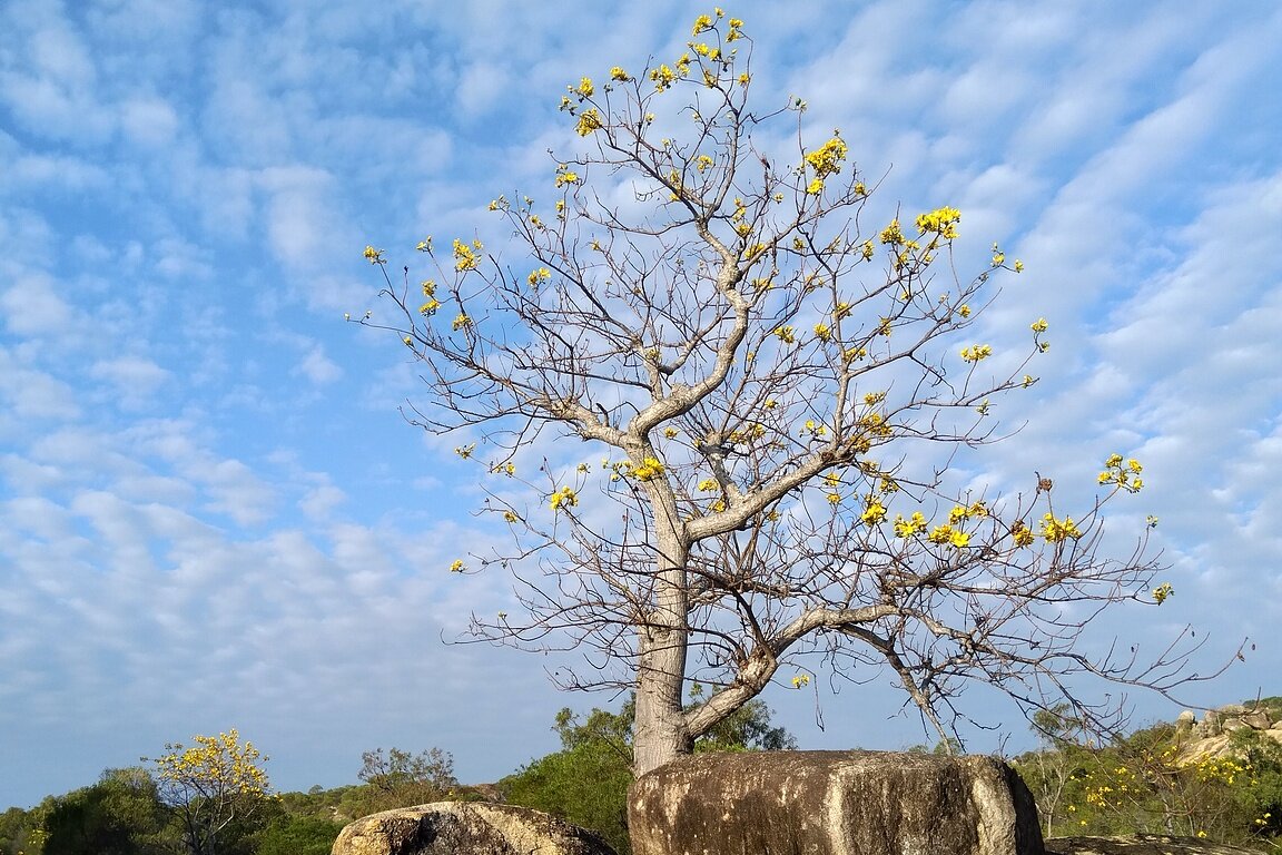 Капок, Cochlospermum gillivraei