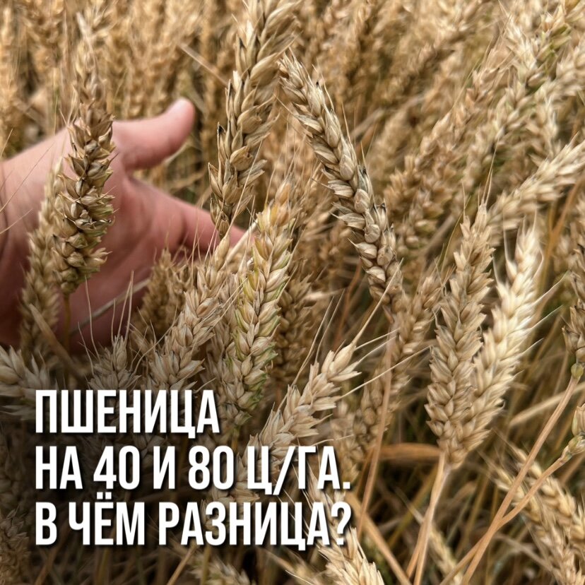 ЧЕМ ОТЛИЧАЕТСЯ ТЕХНОЛОГИЯ НА 80+ Ц/ГА ПШЕНИЦЫ И НА 50 Ц/ГА?