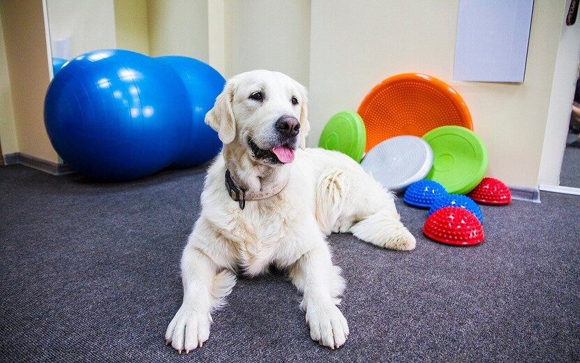    Какой корм лучше для собак – «натуралка» или сухой?