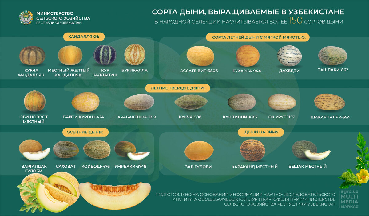 Дыни сорта фото описание
