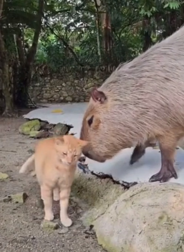    Кадр из видео