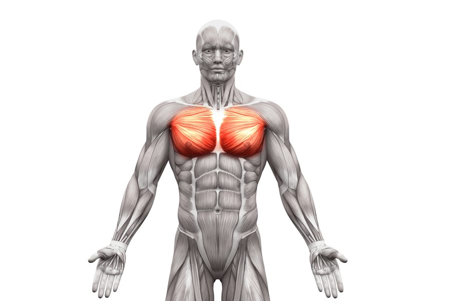 Serratus anterior мышца