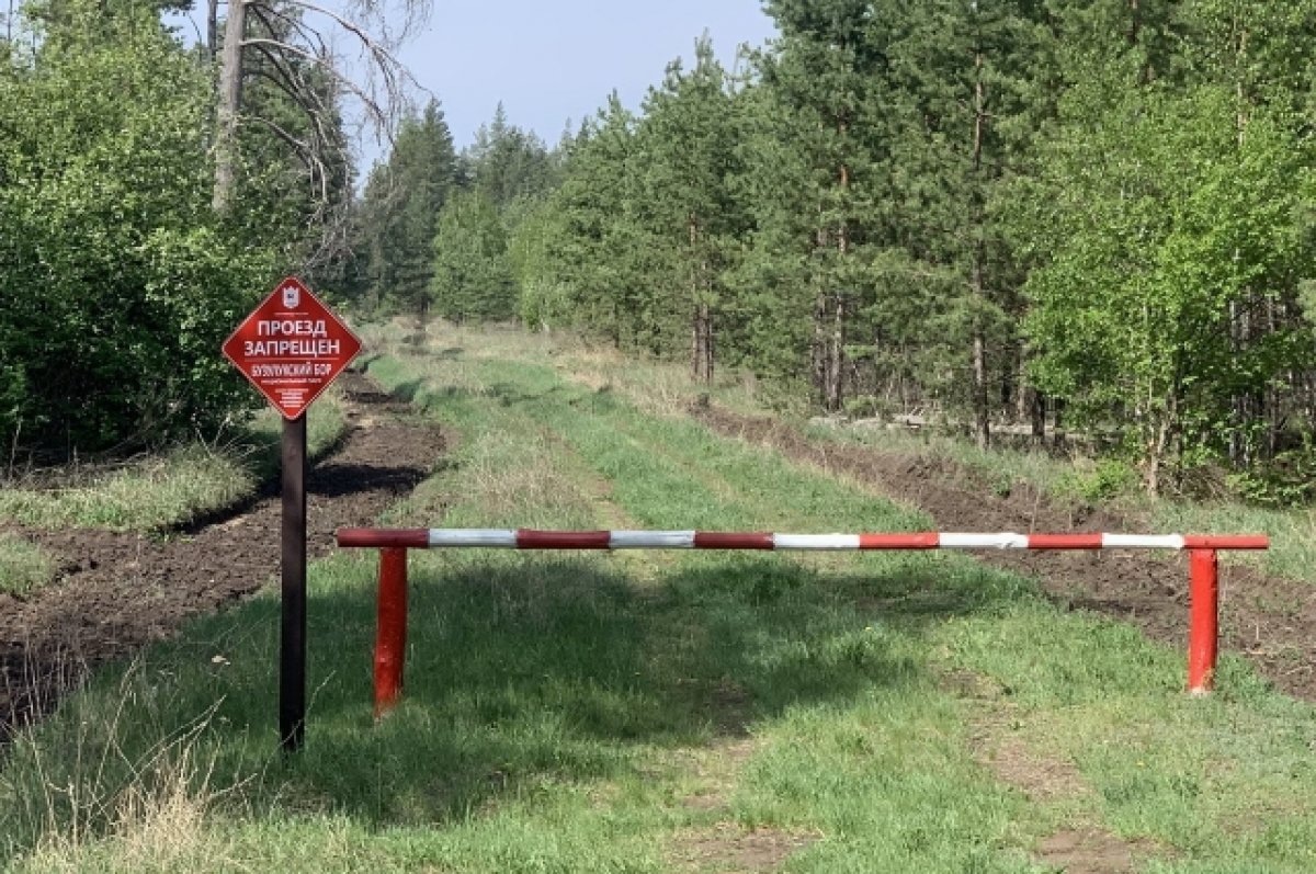    В Бузулукском бору ввели запрет на пребывание граждан в лесах
