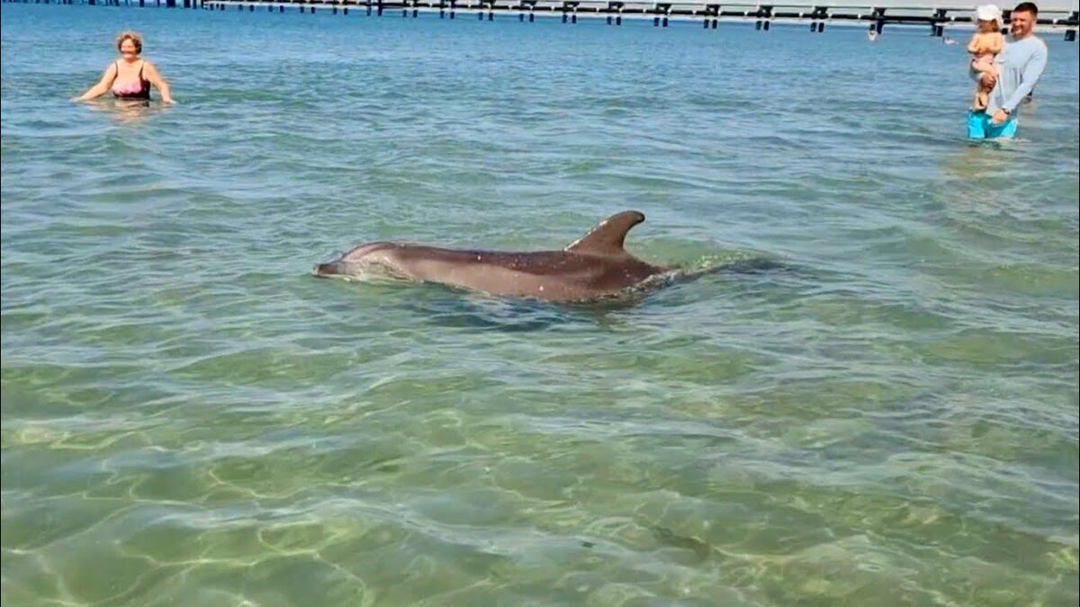 Что будет, если подплыть в море к дельфину и попробовать с ним поиграть?