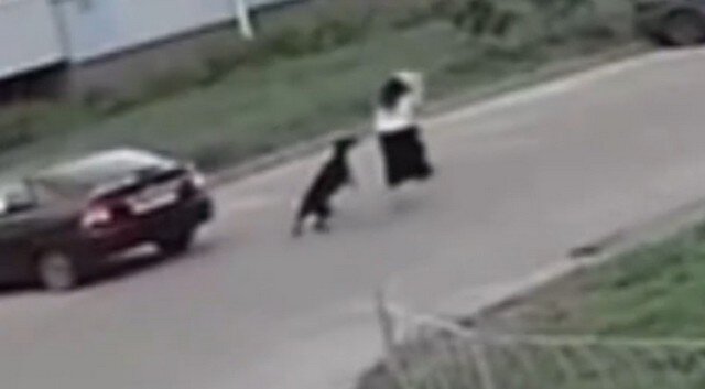    В Новой Ильинке два разгуливающих добермана держат в страхе местных жителей