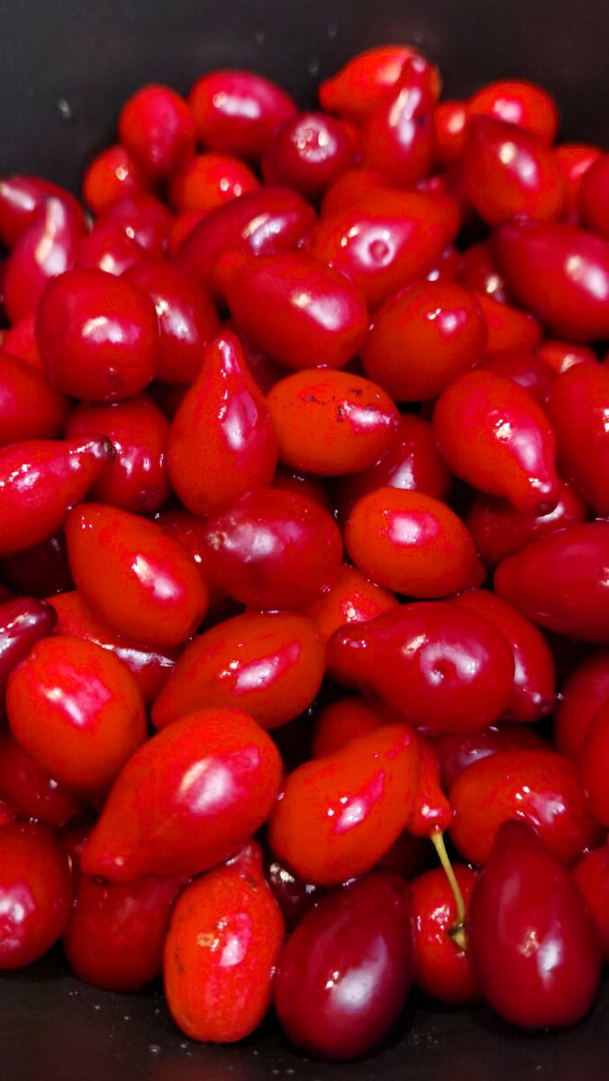 Кизил. Фото автора