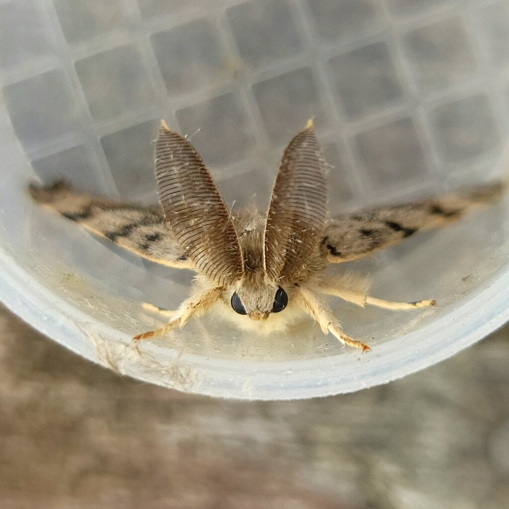 Непарный шелкопряд из Нью-Йорка смотрит на тебя с неодобрением.