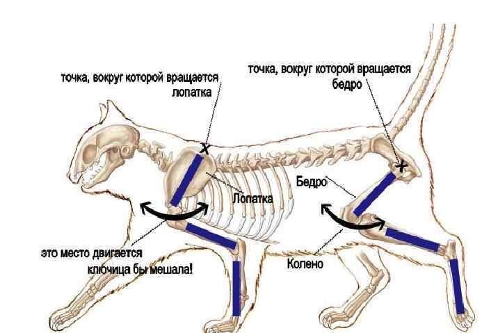 Передней собака. Скелет кошки сбоку. Строение скелета задней конечностей кошки. Строение скелета кошки задние лапы. Анатомия сустава задней конечности у кошки.