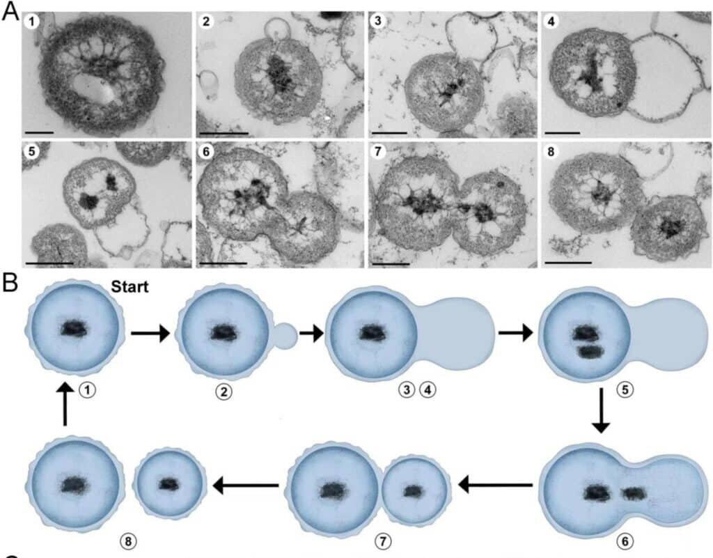    Деление Poriferisphaera hetertotropicis методом почкования / © Rikuan Zheng et al, eLife (2023)