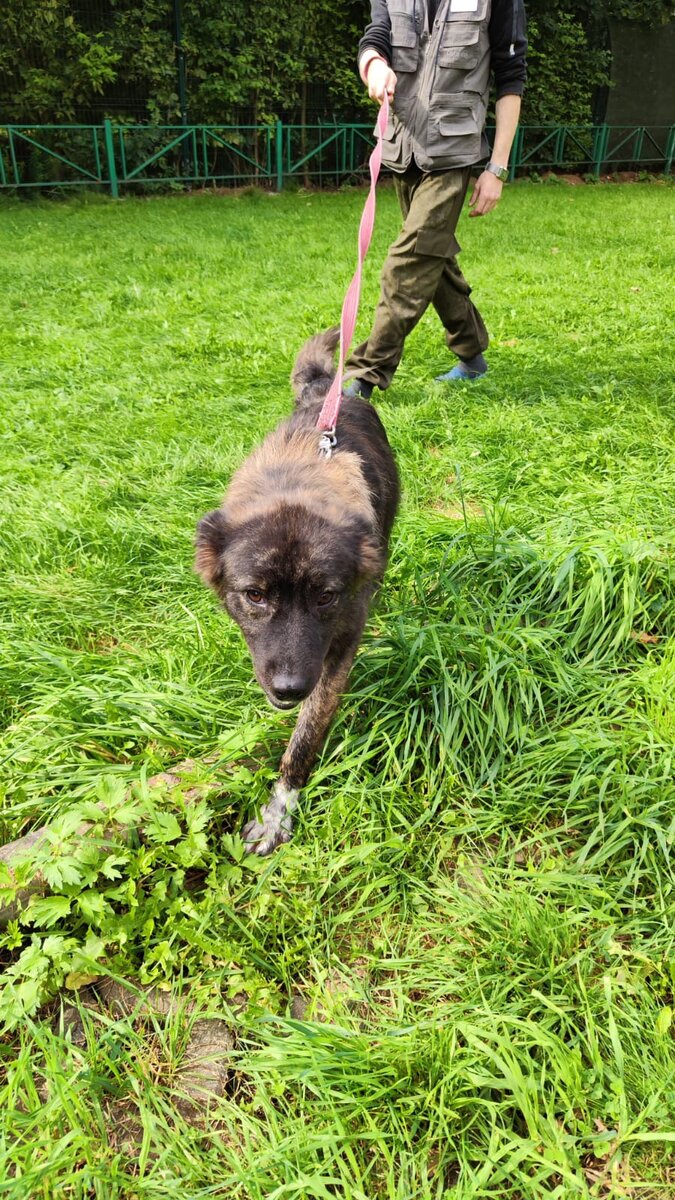 А это собака Настенька из вчерашнего поста. Ее куратору как раз очень нужна помощь.