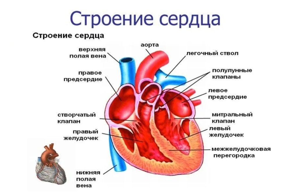 Спортивное сердце презентация