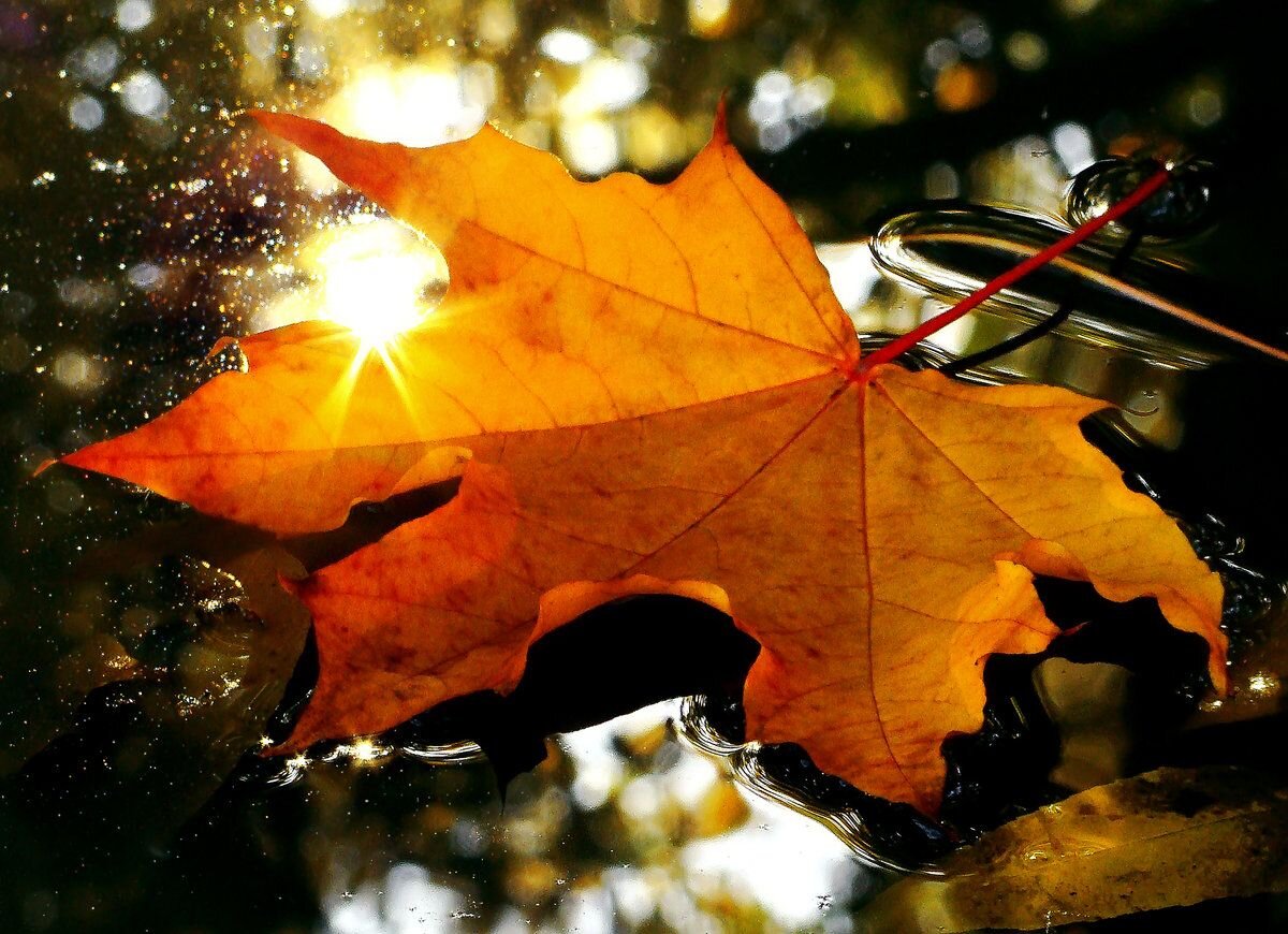 Листья над городом. Последний осенний лист. Осенние листья на ветру. Кленовый лист дождь. Кленовые листья осень дождь.