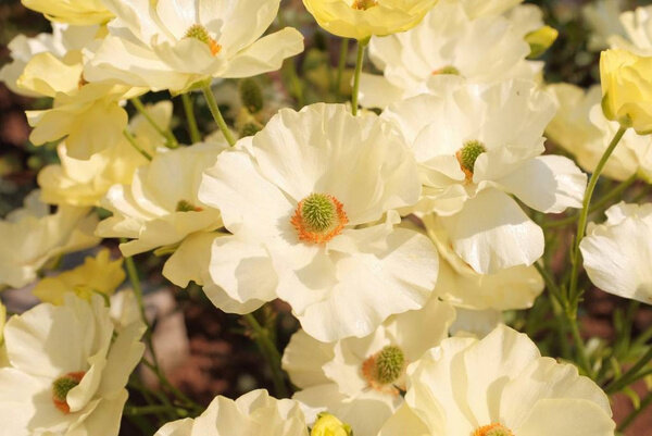 Какие цветы означают расставание или отказ. Фото © Freepik / wirestock