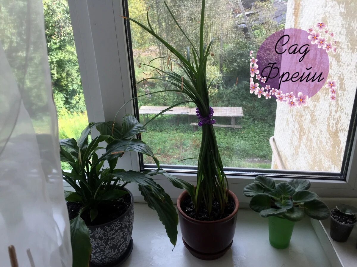 Нестандартные ситуации порой требуют странных решений