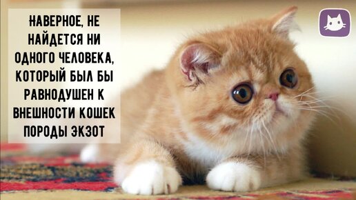 😻Экзотическая плюшка: кот-экзот!