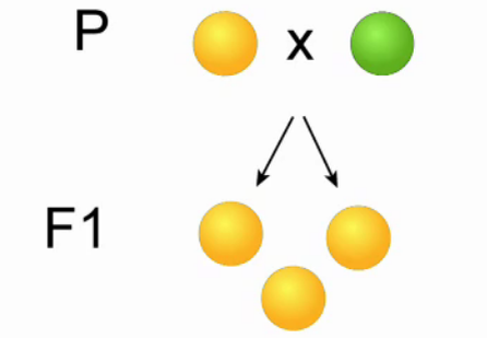 Схема единообразия гибридов первого поколения. Законы Менделя схема. Опыты Менделя по моногибридному скрещиванию. Закон единообразия гибридов первого поколения. Закон единообразия схема.