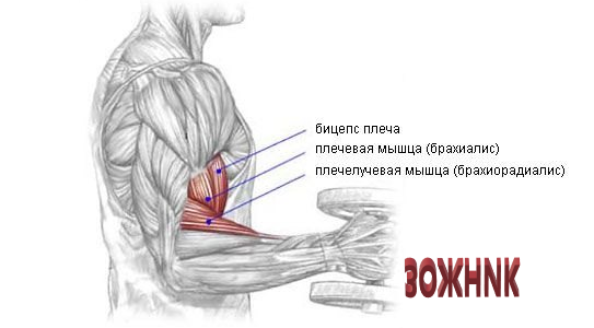 Бицепс, как шар
