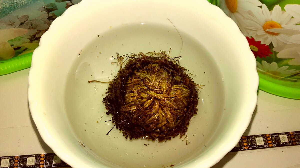 Иерихонская роза 